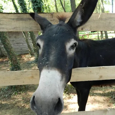 팜스테이 I Benandanti