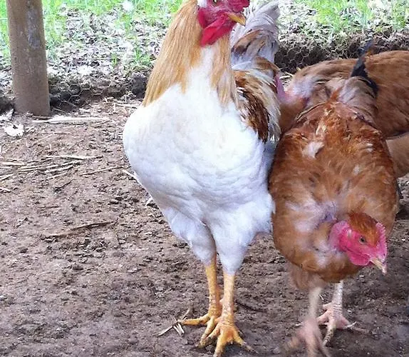 I Benandanti Treppo Grande